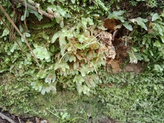 Symphyogyna hymenophyllum