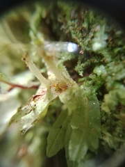 Symphyogyna hymenophyllum