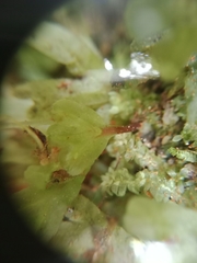 Symphyogyna hymenophyllum