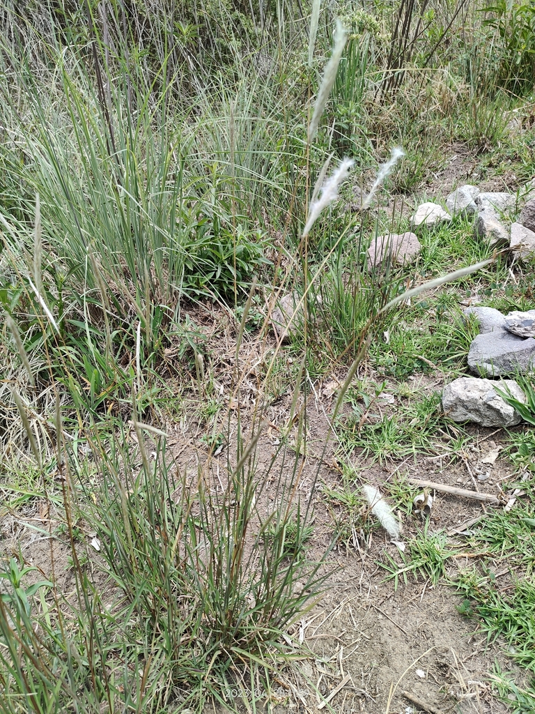 silver-beard-grass-from-santa-fe-zedec-sta-f-ciudad-de-m-xico-cdmx