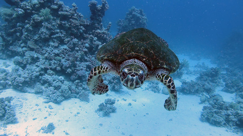 Hawksbill Sea Turtle — seen at this dive site