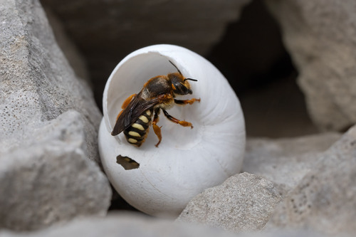 Representative image of Rhodanthidium septemdentatum