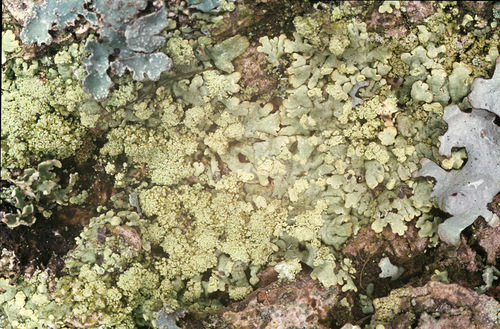 Green Starburst Lichen