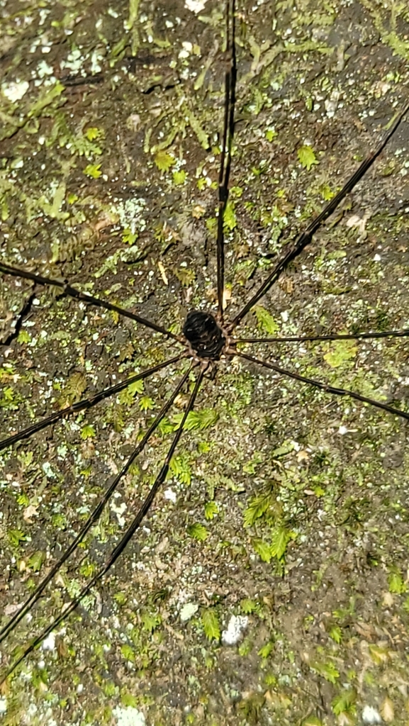 Nelima elegans