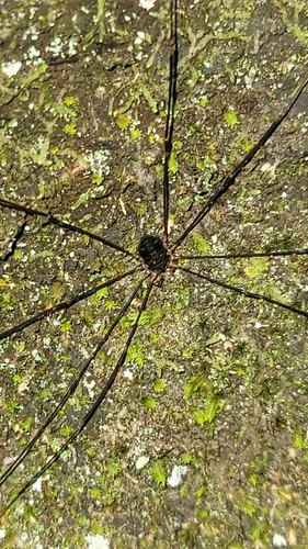 Nelima elegans