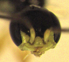 Spilomena elegantula