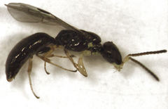 Spilomena elegantula