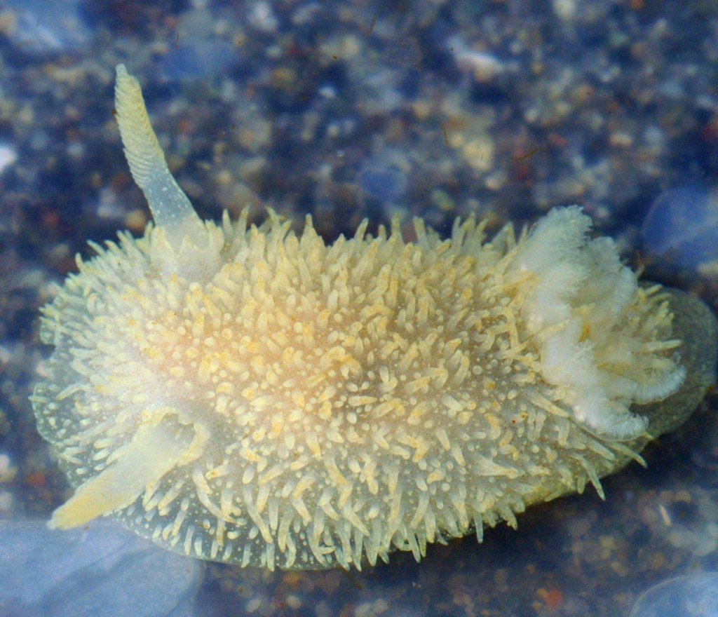 hairy spiny doris
