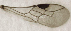 Spilomena elegantula