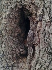 Homopholis walbergii