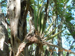 Trichocentrum cebolleta