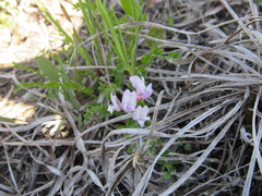 Astragalus distortus