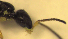 Spilomena elegantula