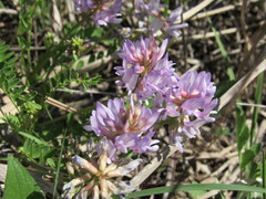 Astragalus distortus