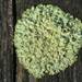 Green Starburst Lichen - Photo (c) Jason Hollinger, some rights reserved (CC BY-SA)