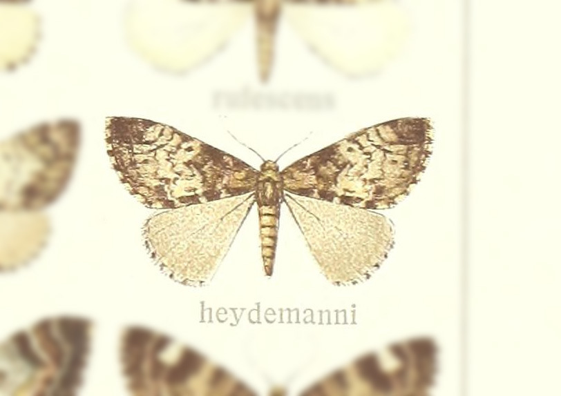 Dysstroma heydemanni