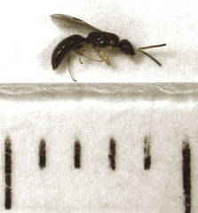 Spilomena elegantula