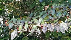 Magnoliopsida