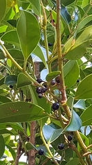 Angiospermae