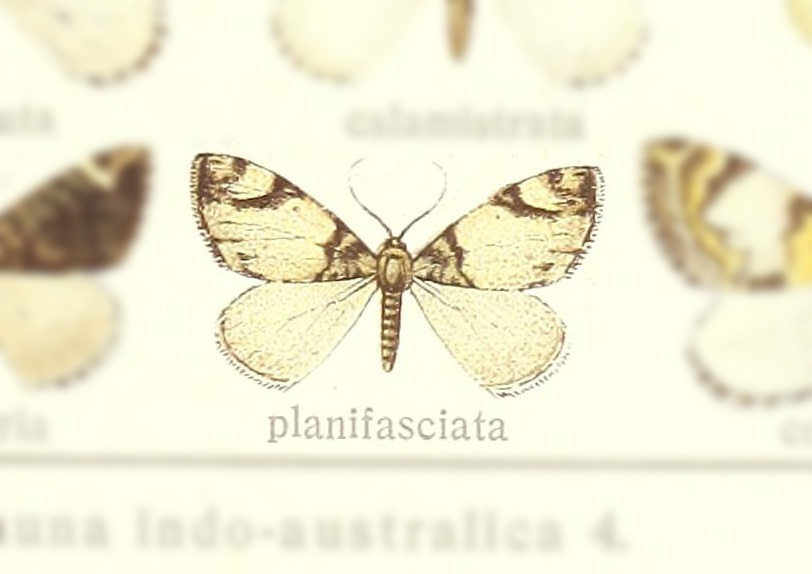 Dysstroma planifasciata