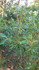 Magnoliopsida