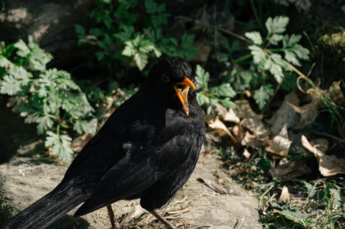 Mirlo común (Turdus merula)
