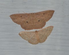 Cyclophora myrtaria