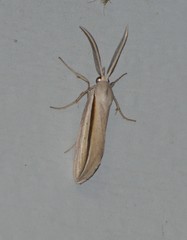 Doryodes tenuistriga