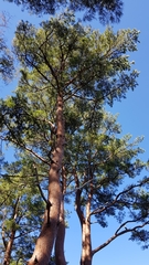 Pinus densiflora