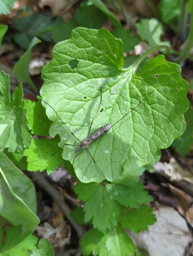 Tipula dorsimacula photo 6
