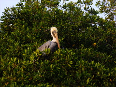 Pelecanus occidentalis