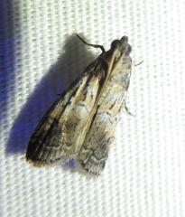 Chararica hystriculella