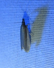 Tampa dimediatella