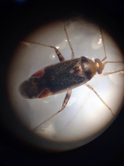 Diomocoris