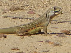 Leiolepis belliana