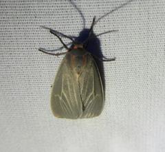 Pygarctia pterygostigma