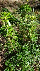 Magnoliopsida