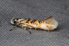 Stagmatophora iridella