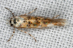 Stagmatophora iridella