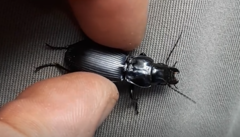 Plocamostethus planiusculus