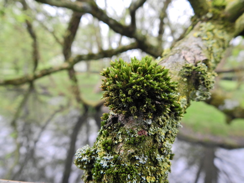 Image of Orthotrichum stramineum by (c) Susan Marley, some rights reserved (CC BY)