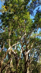 Magnoliopsida