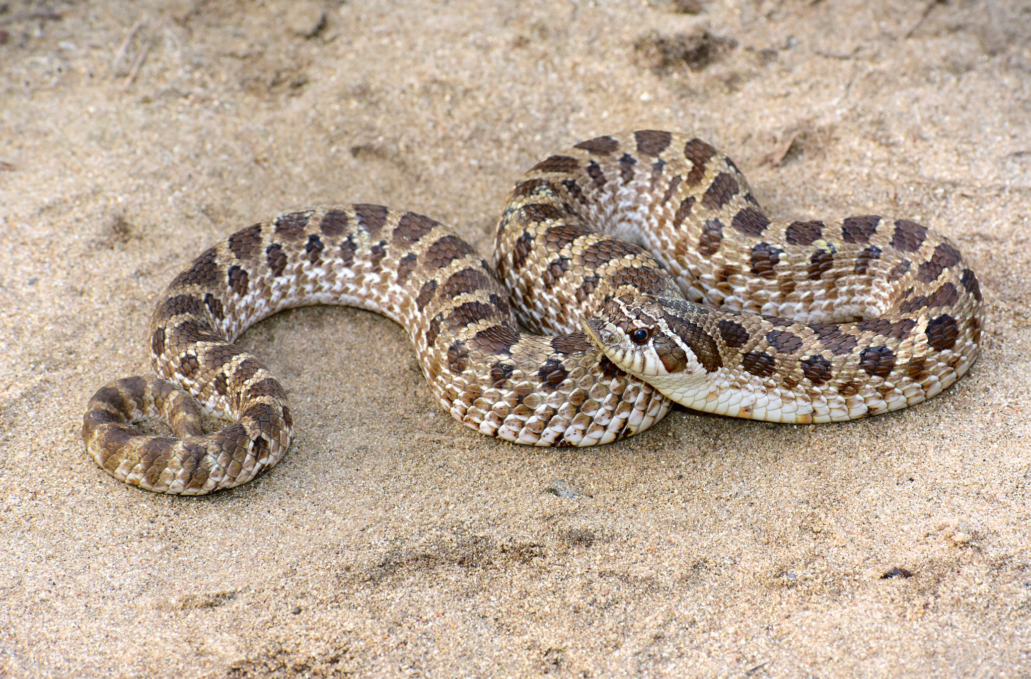 Plains Hognose Snake Pictures - AZ Animals