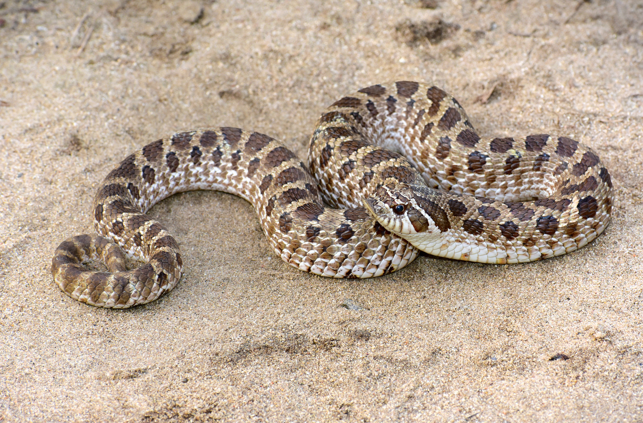 Hognose Snake, Weird n' Wild Creatures Wiki