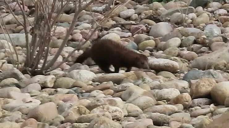 American Mink from Larimer County, CO, USA on April 28, 2023 at 12:11 ...