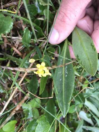 Ogilvie Range Whitlow-grass (Draba ogilviensis)