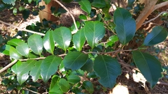 Magnoliopsida