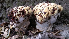 Pseudoinonotus