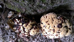 Pseudoinonotus