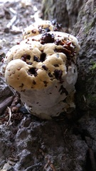Pseudoinonotus